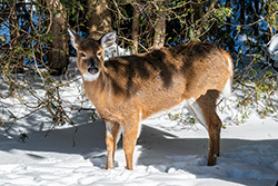Photo Cerf de Virginie
